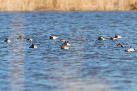 Common Pochard ducks swimming in the lake (Aythya ferina)の写真素材