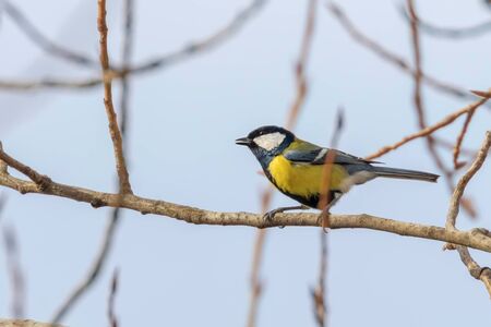 Great tit on branch (Parus major) Cute little Birdの写真素材