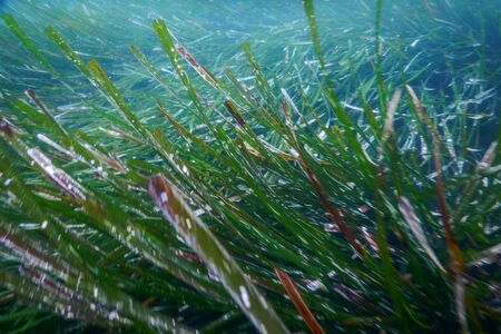 Underwater Green Sea Grass, Sea Grass Underwaterの写真素材