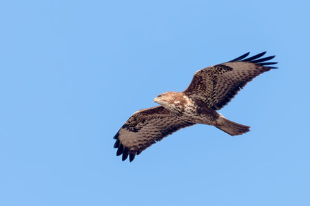 Common Buzzard (Buteo buteo) in flight, back viewの写真素材