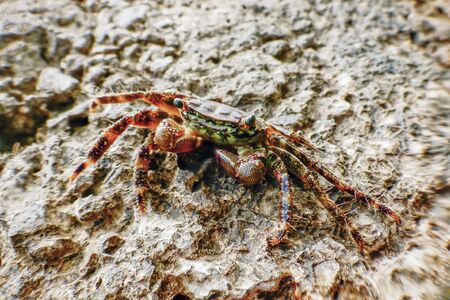 Marbled Rock Crab (Pachygrapsus marmoratus) Closeup Crabの写真素材