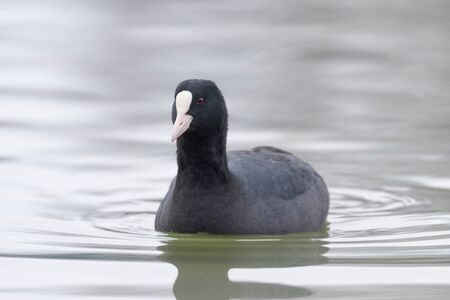 Coot swimming (Fulica atra) Close up Eurasian Cootの写真素材