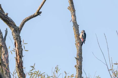 Great Spotted Woodpecker on tree (Dendrocopos major)の写真素材
