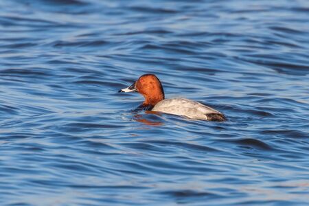 Common Pochard male swimming in the lake (Aythya ferina)の写真素材
