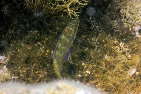 Ocellated Wrasse in Natural Habitat (Symphodus Ocellatus) Underwaterの写真素材