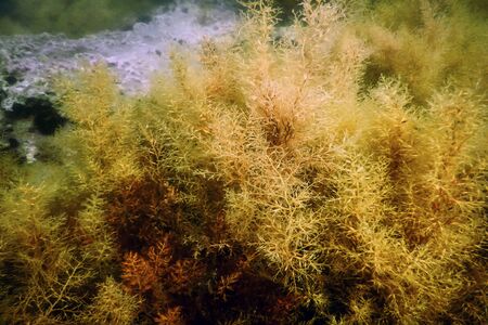 Forest of Seaweed, Seaweed Underwater, Underwater Sceneの写真素材
