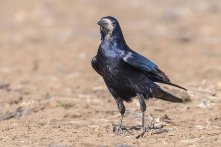 Rook on the field (Corvus frugilegus)の写真素材