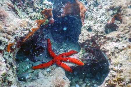 Red Starfish on the Sea Floor (Echinaster sepositus) Underwaterの写真素材