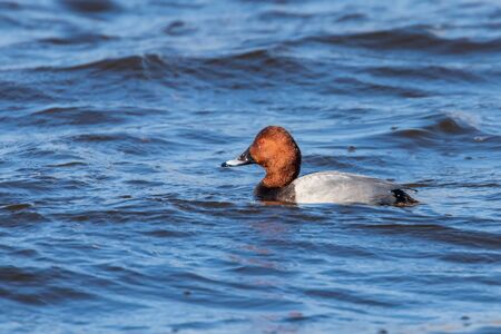 Common Pochard male swimming in the lake (Aythya ferina)の写真素材
