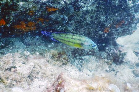 East Atlantic Peacock wrasse (Symphodus tinca) Underwaterの写真素材