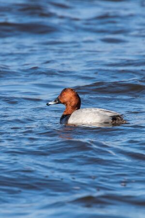 Common Pochard male swimming in the lake (Aythya ferina)の写真素材
