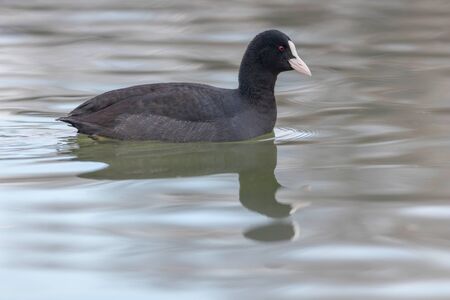 Coot swimming (Fulica atra) Close up Eurasian Cootの写真素材