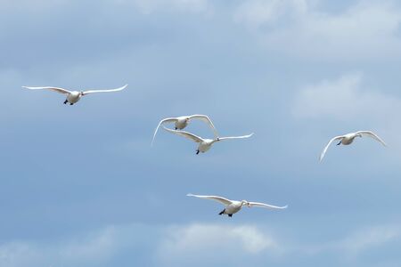 Swans in flight blue sky (Cygnus olor)の写真素材