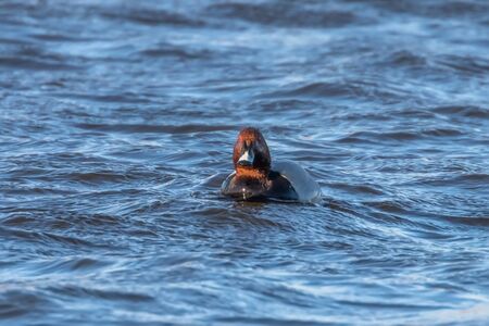 Common Pochard male swimming in the lake (Aythya ferina)の写真素材