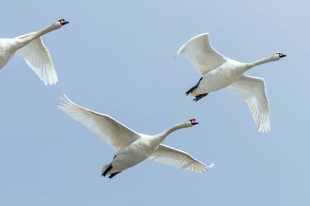 Swans in flight blue sky (Cygnus olor)の写真素材