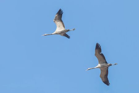 Common Cranes in flight blue skies, (Grus grus) migrationの写真素材