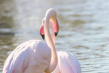 Two pink flamingos walking in the water  in natural environmentの写真素材