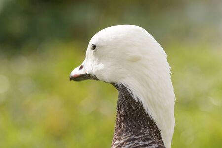 Emperor Goose Close up portrait (Anser canagicus)の写真素材