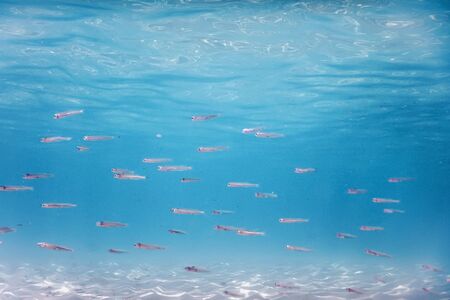 Fish School Underwater. Fishes underwater background.の写真素材