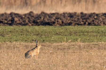 European Brown Hare (Lepus europeaus) hiding in field spring timeの写真素材