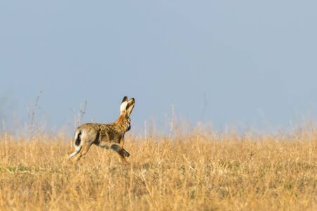 European Brown Hare (Lepus europeaus) running in field spring timeの写真素材