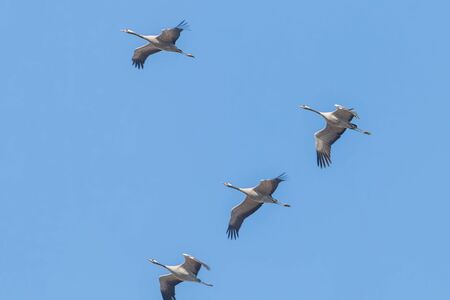 Flying flock of Common Crane (Grus grus) in flight blue skies, migrationの写真素材