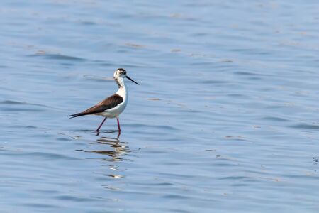 Black-Winged Stilt in Shallow Water (Himantopus himantopus) Wader Bird Stiltの写真素材
