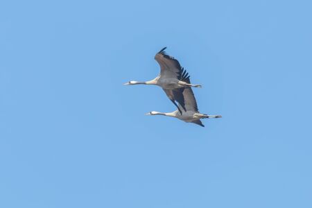 Common Cranes in flight blue skies, (Grus grus) migrationの写真素材