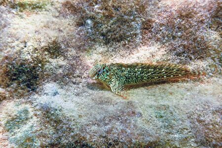 Portrait Of Cute Blenny fish, Close upの写真素材