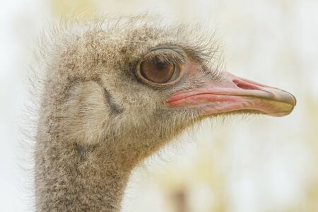 Ostrich Close up portrait, Close up ostrich head (Struthio camelus)の写真素材