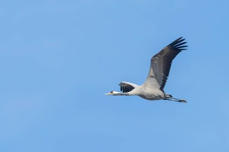 Common Crane in flight blue skies (Grus grus) migrationの写真素材