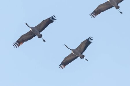 Common Cranes in flight blue skies, (Grus grus) migrationの写真素材
