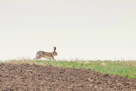 European Brown Hare (Lepus europeaus) running in field spring timeの写真素材