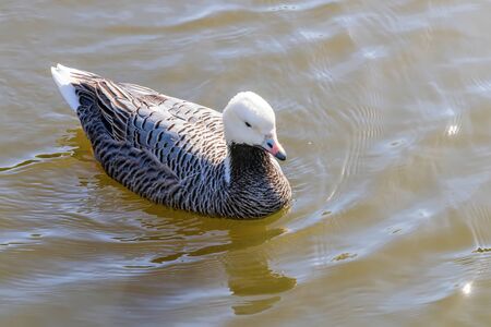 Emperor Goose swimming in water (Anser canagicus)の写真素材
