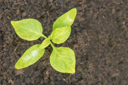 Sprout of Habanero Chili Pepper Plant Grown from Seed. Pepper Sprout.の写真素材