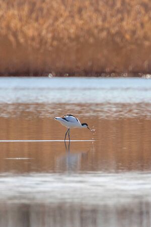 Pied Avocet in water looking for food (Recurvirostra avosetta) Black and white wader birdの写真素材