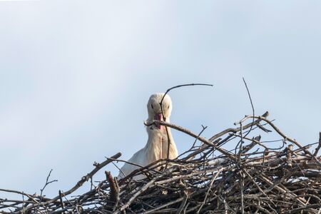 White stork nest (Ciconia Ciconia) Close upの写真素材