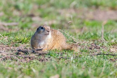 European ground squirrel, Souslik (Spermophilus citellus) natural environmentの写真素材