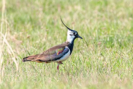 Lapwing, Northern Lapwing in the grass (Vanellus vanellus) Peewitの写真素材