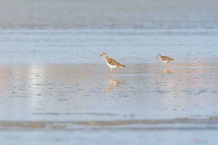 Ruff water bird (Philomachus pugnax) Ruff in waterの写真素材