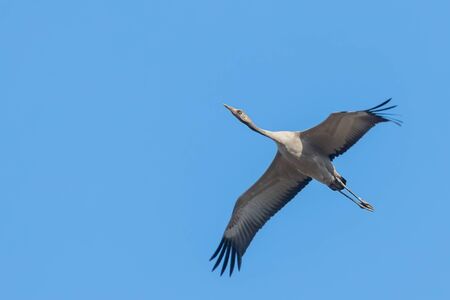 Common Crane in flight blue skies (Grus grus) migrationの写真素材