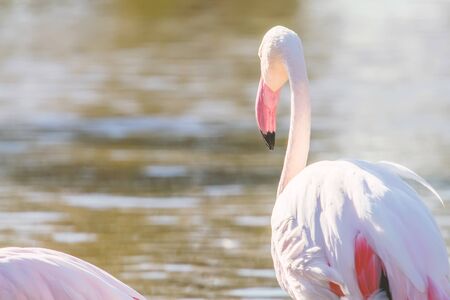 Pink Flamingo, Greater flamingo in their natural environment (Phoenicopterus roseus)の写真素材
