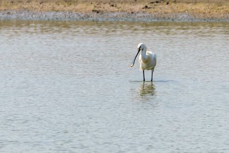 Eurasian Spoonbill standing in the shallow water (Platalea leucorodia) Common Spoonbillの写真素材