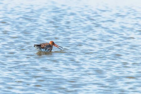 Black Tailed Godwit (Limosa limosa) Wader Bird Foraging in shallow waterの写真素材