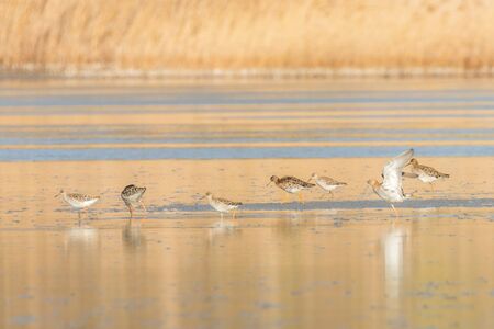Ruff water bird (Philomachus pugnax) Ruff in waterの写真素材