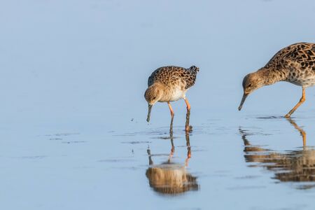 Ruff water bird (Philomachus pugnax) Ruff in waterの写真素材