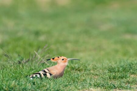 Hoopoe, Common Hoopoe (Upupa epops) Eurasian Hoopoeの写真素材