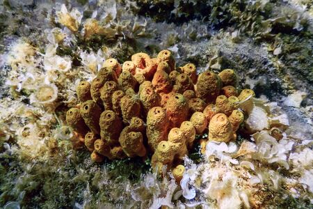 Yellow sponge on bottom of tropical sea, underwaterの写真素材