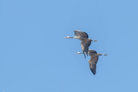Common Cranes in flight blue skies, (Grus grus) migrationの写真素材