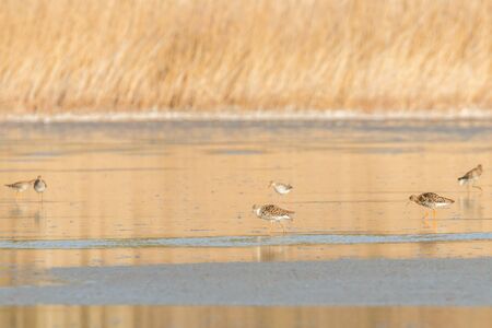 Ruff water bird (Philomachus pugnax) Ruff in waterの写真素材
